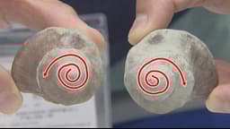 1万個に1つ左巻きのツブ貝