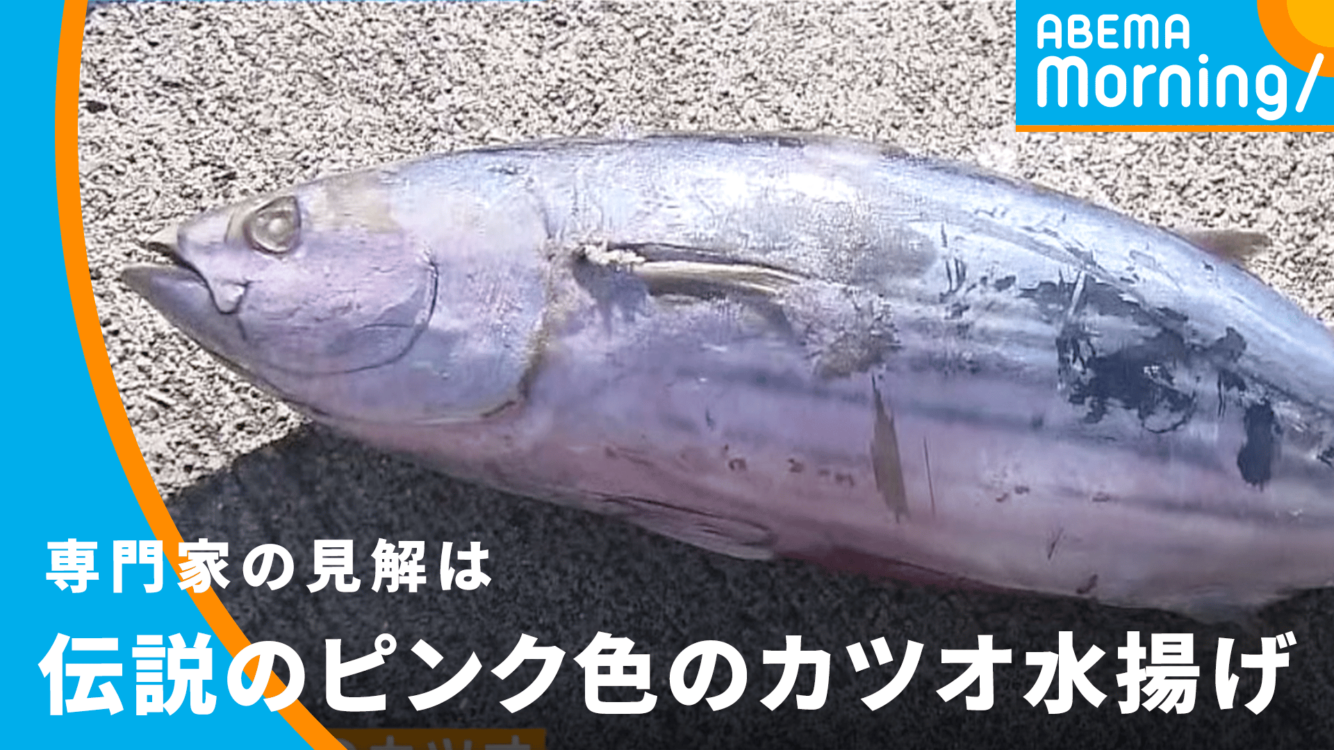 伝説のピンク色のカツオ水揚げ