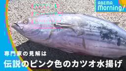 伝説のピンク色のカツオ水揚げ