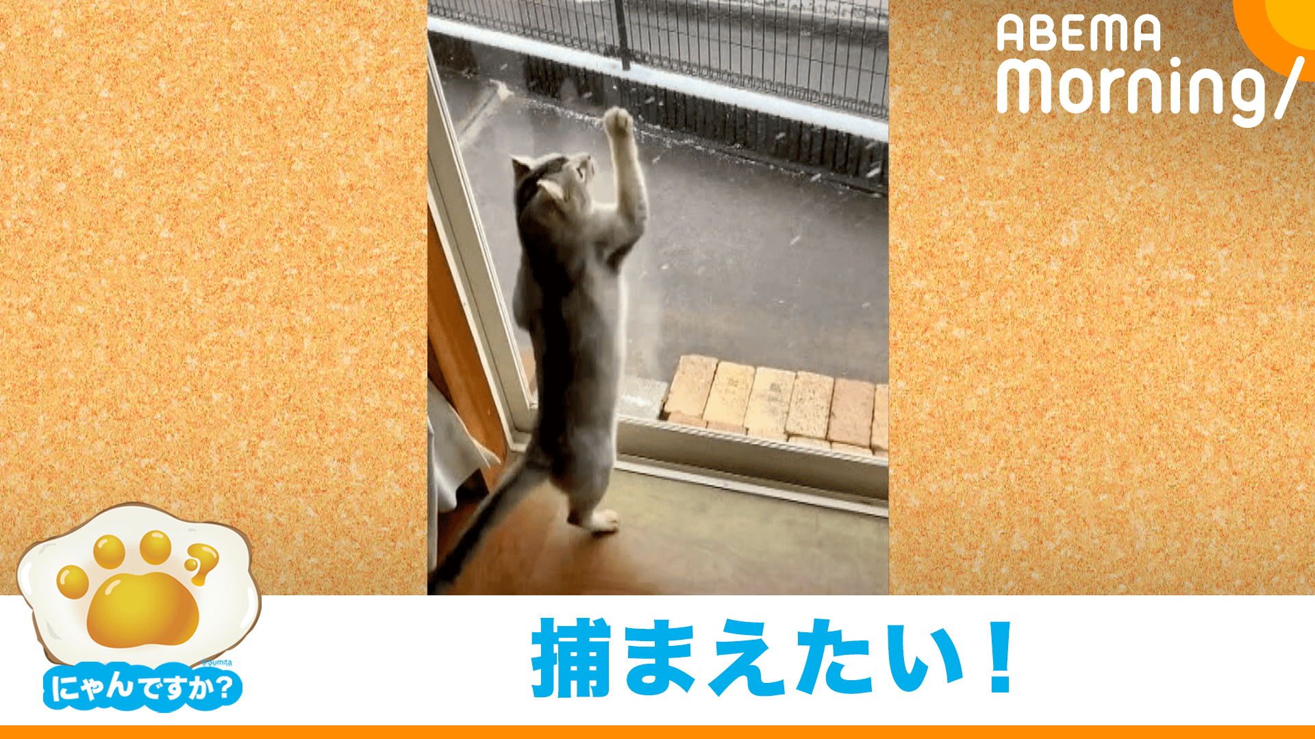 にゃんですか」一生懸命編 - ABEMA Morning【平日あさ7時〜生放送