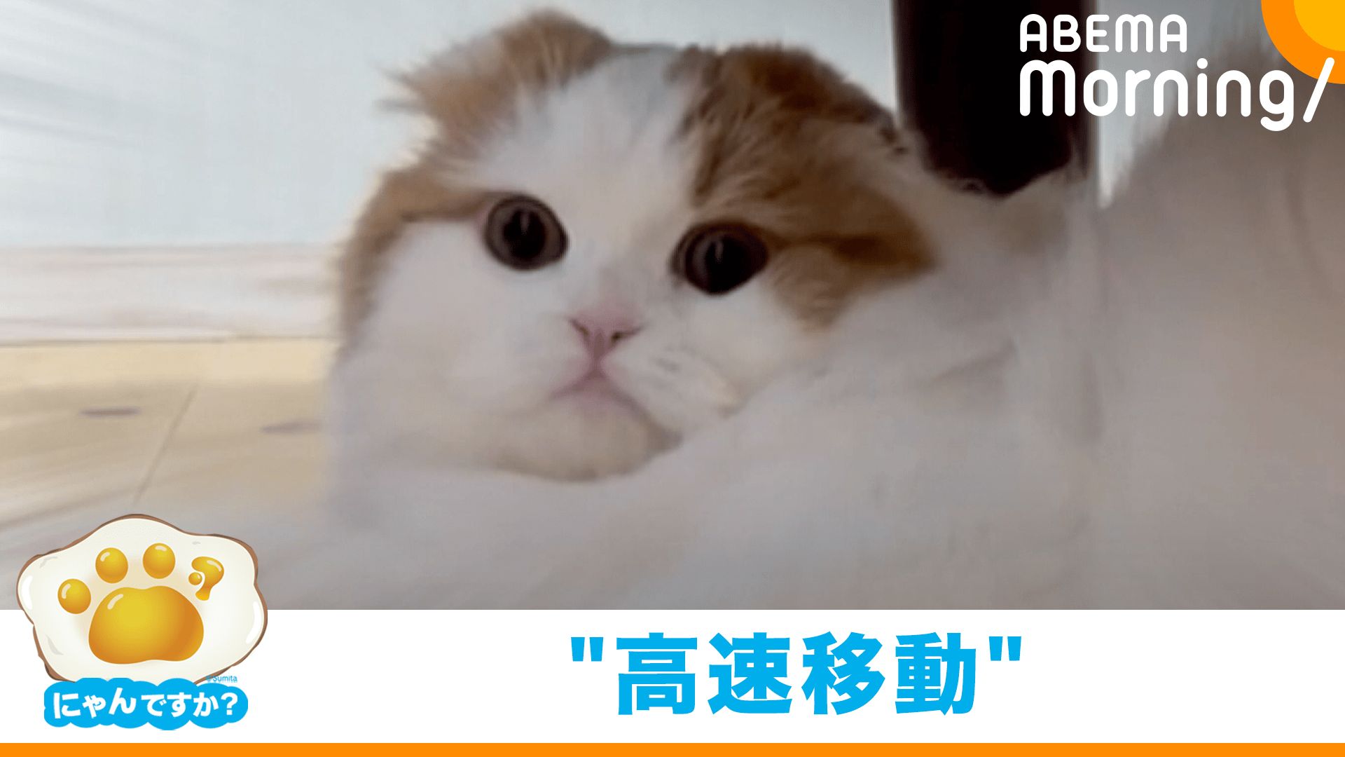 にゃんですか」忍者ネコ編 - ABEMA Morning【平日あさ7時〜生放送