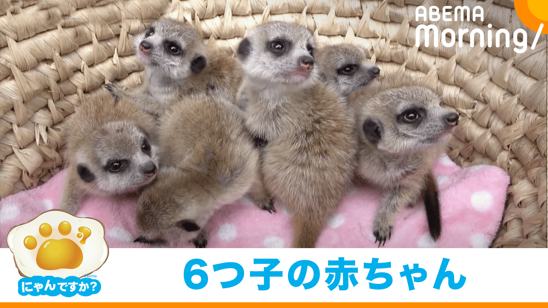 にゃんですか｣ミーアキャット編 - ABEMA Morning【平日あさ7時〜生放送