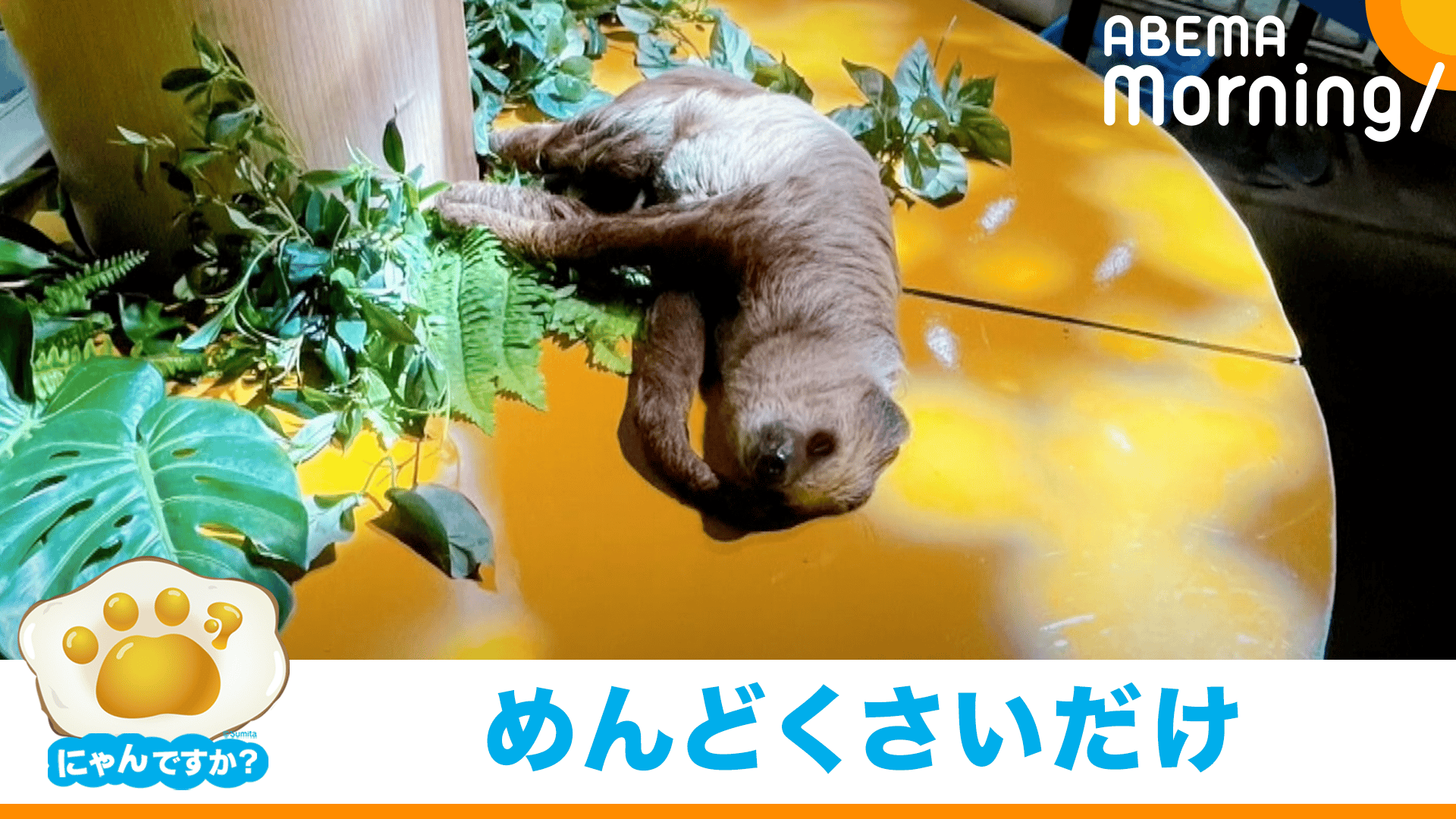 にゃんですか」ナマケモノ編 - ABEMA Morning【平日あさ7時〜生放送