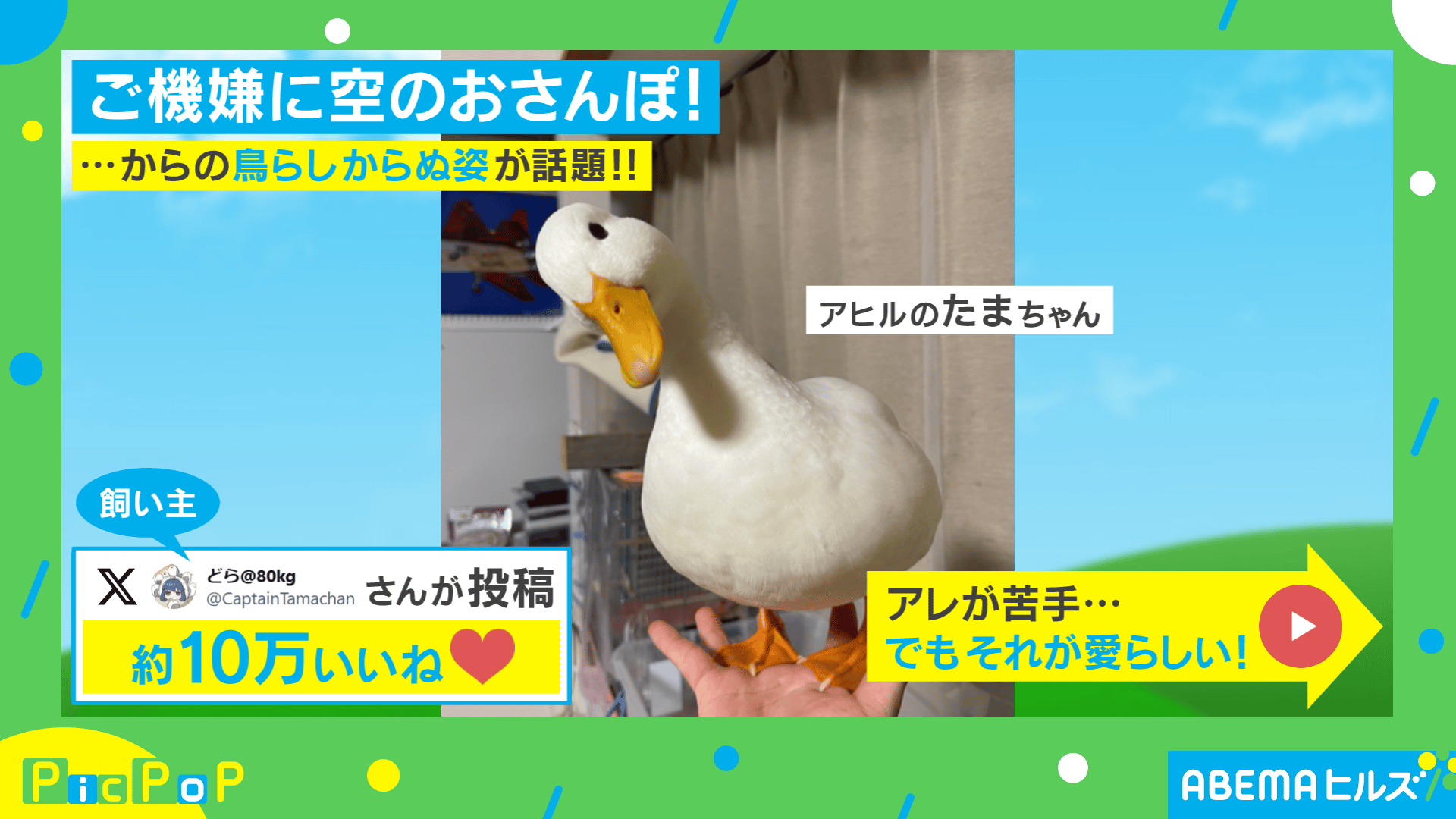 アヒルのたまちゃん ちょっぴり“苦手”なこと - ABEMAヒルズ【平日ひる