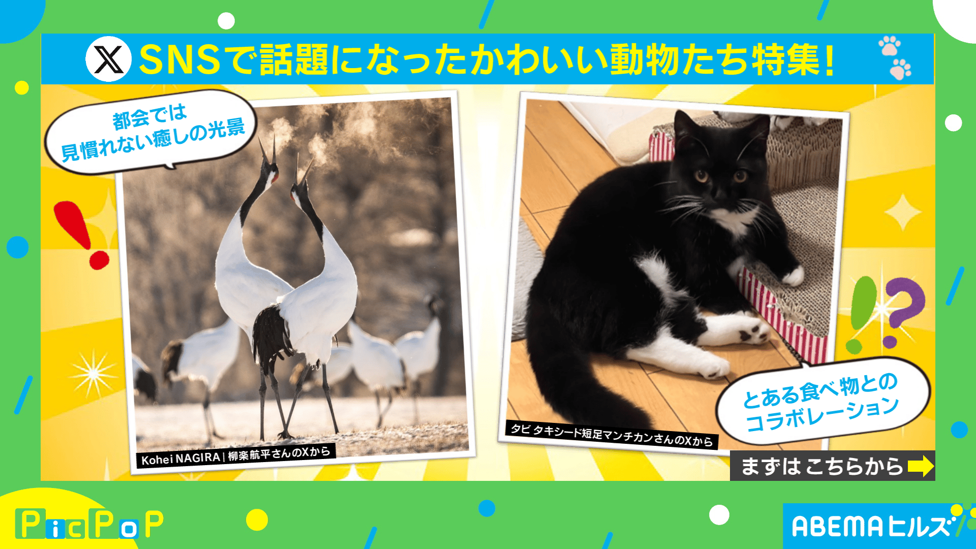 動物の平日 ＼平日9時までの注文で即日発送／HANSA ガマグチヨタカ 20