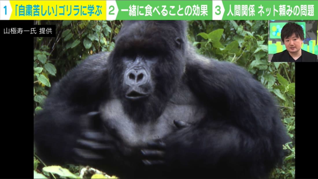 ゴリラに学ぶ"自粛が苦しいワケ"