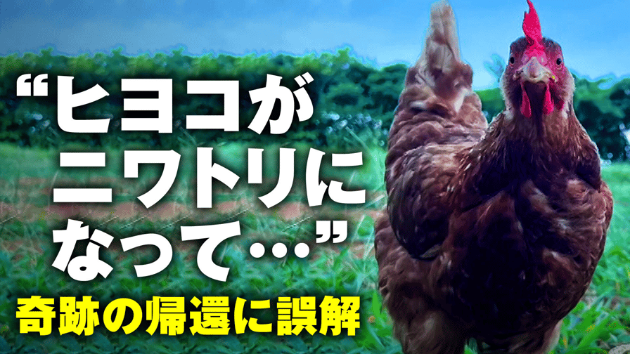 “ヒヨコがニワトリになって帰還” 物語の真相 - ABEMA的ニュースショー【日曜ひる12時〜生放送】 - 名場面 (ニュース) | 無料動画 ...