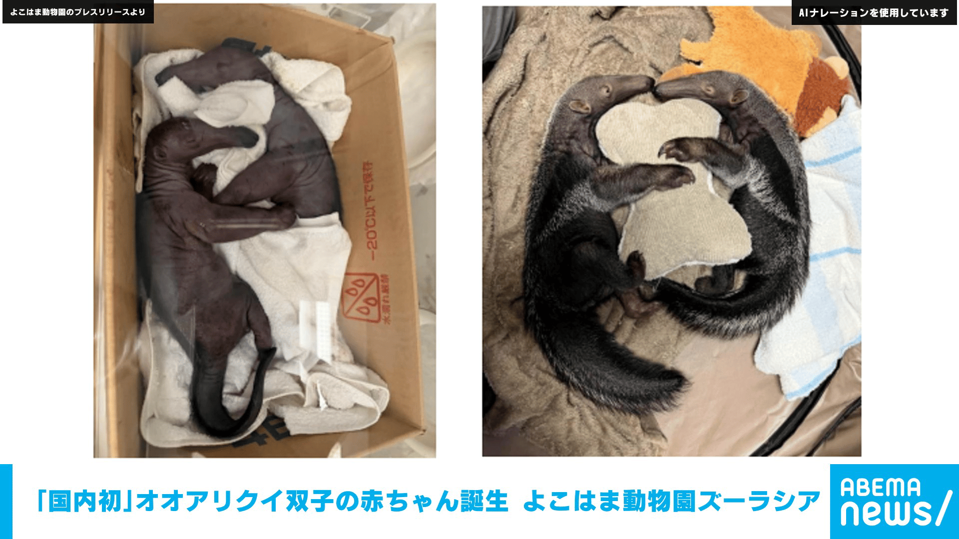 ｢国内初｣オオアリクイ双子の赤ちゃん誕生 よこはま動物園ズーラシア
