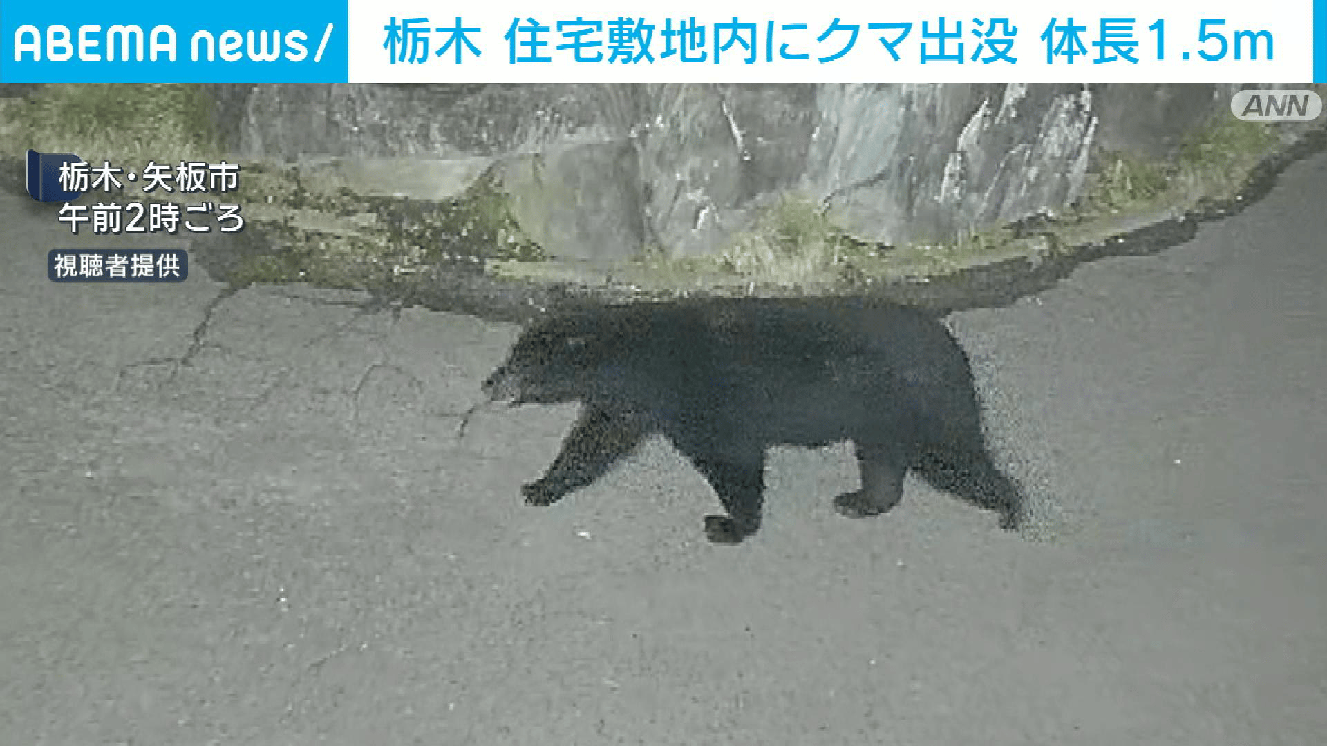 栃木・矢板市で体長1.5mのクマ目撃 警戒呼びかけ - 【アベマ厳選