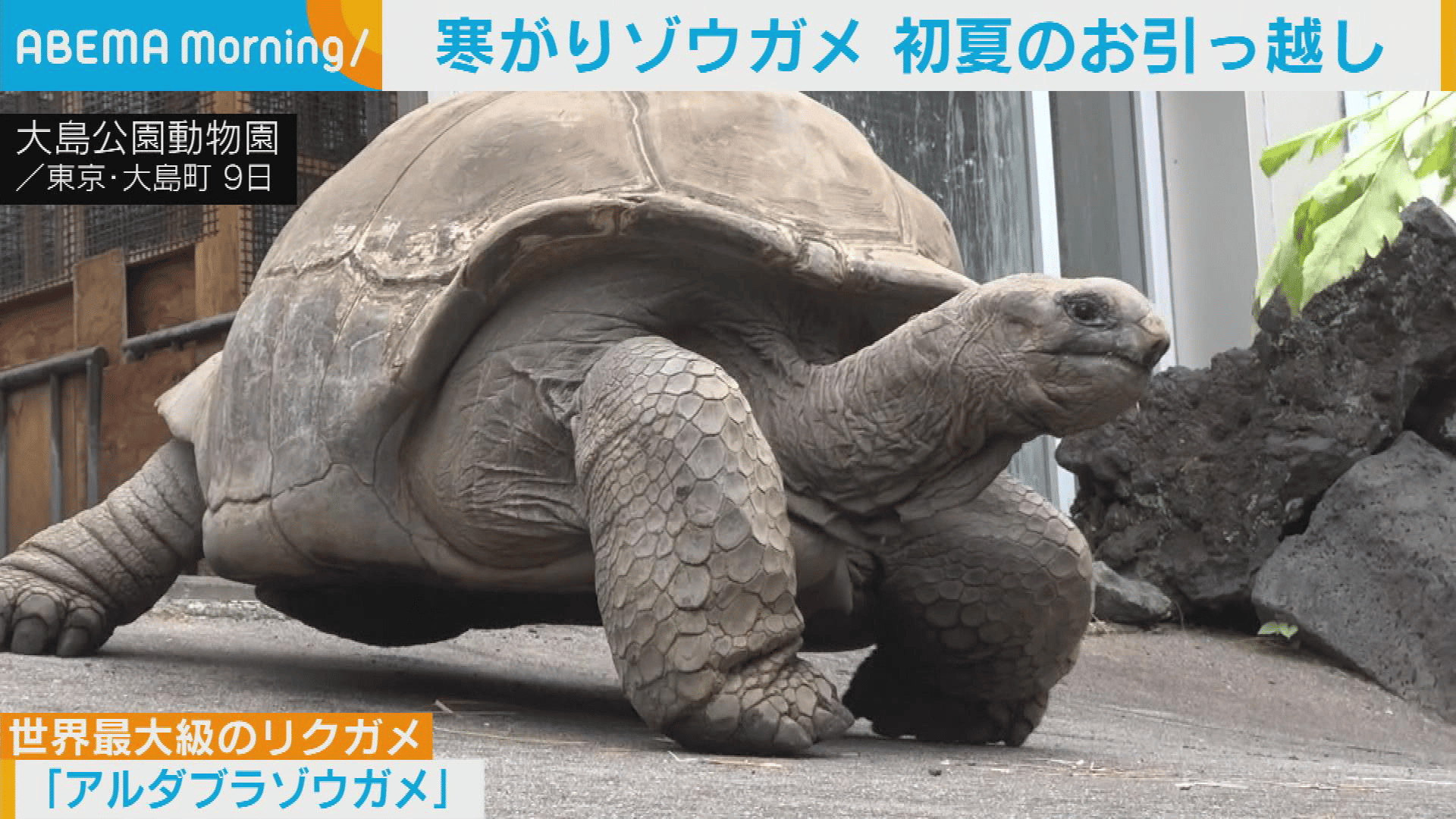 世界最大級「アルダブラゾウガメ」のお引越し - 【アベマ厳選】注目の
