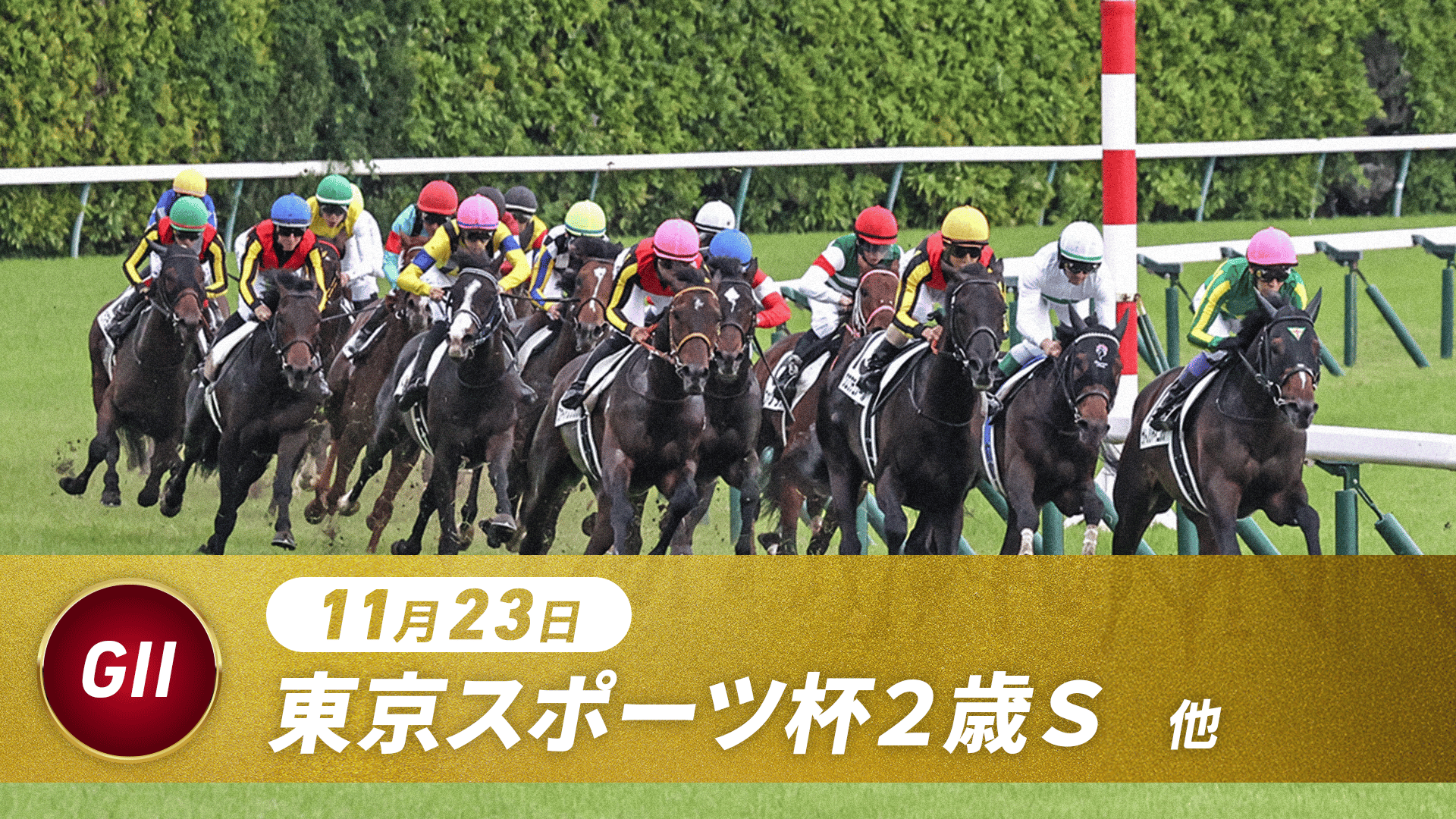 11 月 23 日競馬(00)