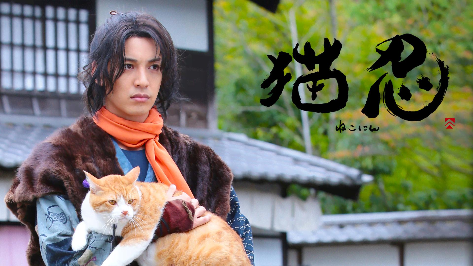 猫 忍