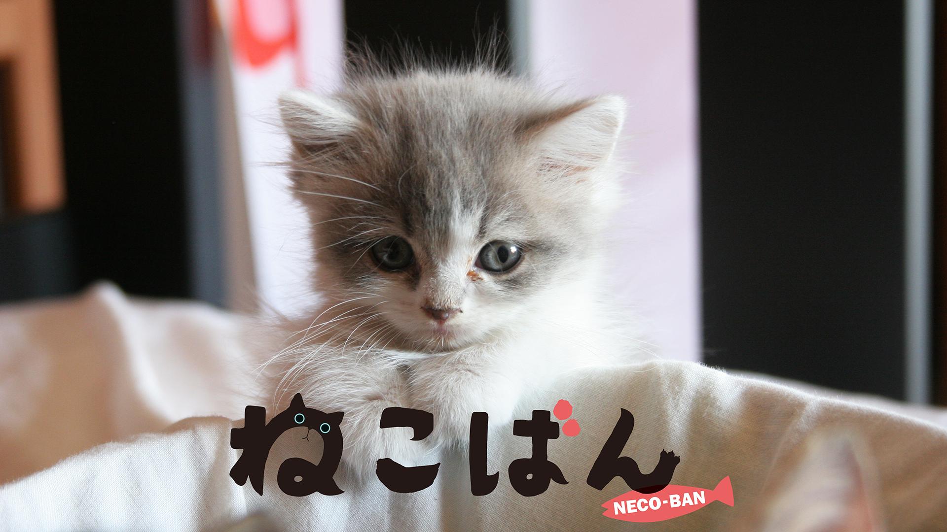 ドラマ版 ねこばん (ドラマ) | 無料動画・見逃し配信を見るなら | ABEMA