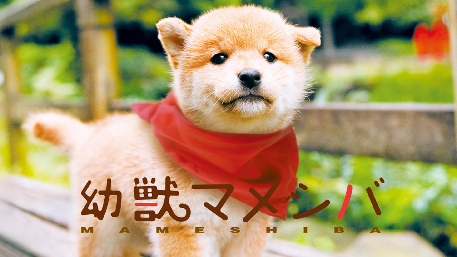 thumb.png?height=720&quality=