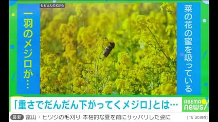 abema-news