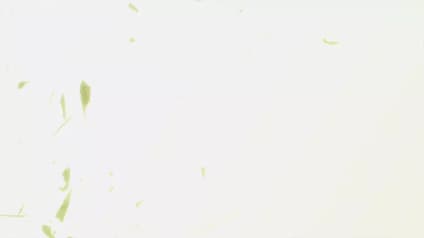abema-anime