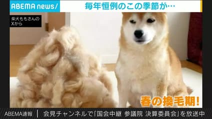 abema-news