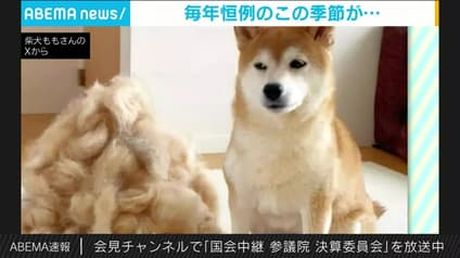 abema-news