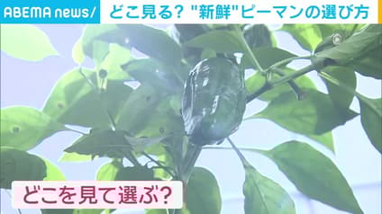 abema-news