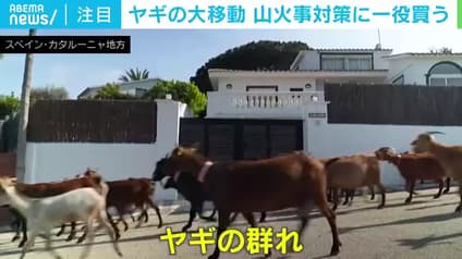 abema-news