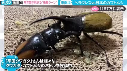 abema-news